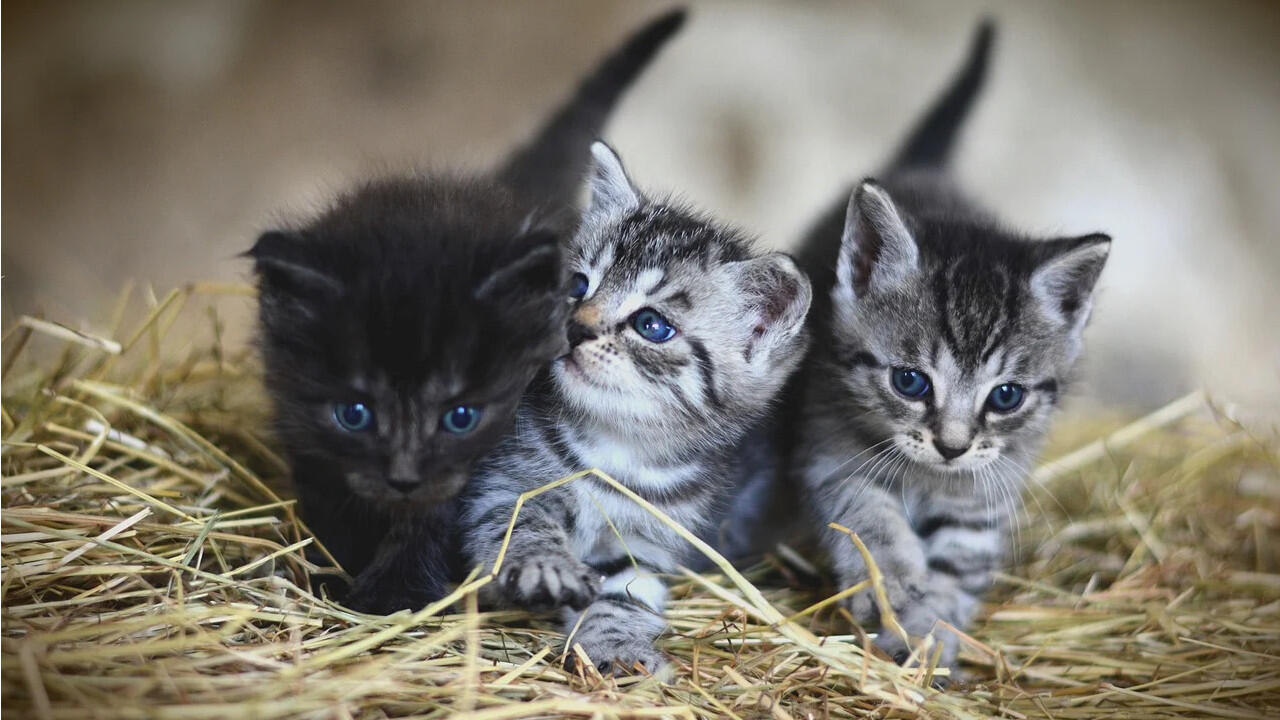 Katzenjunge sind sehr neugierig – achten Sie darauf Gefahrenquellen wie gekippte Fenster katzensicher zu machen.