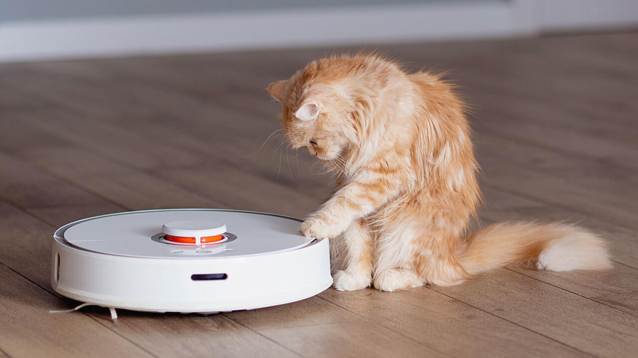 Was kostet ein Staubsauger-Roboter? So viel können wir verraten: Der Betrieb einer Katze ist wesentlich teurer.