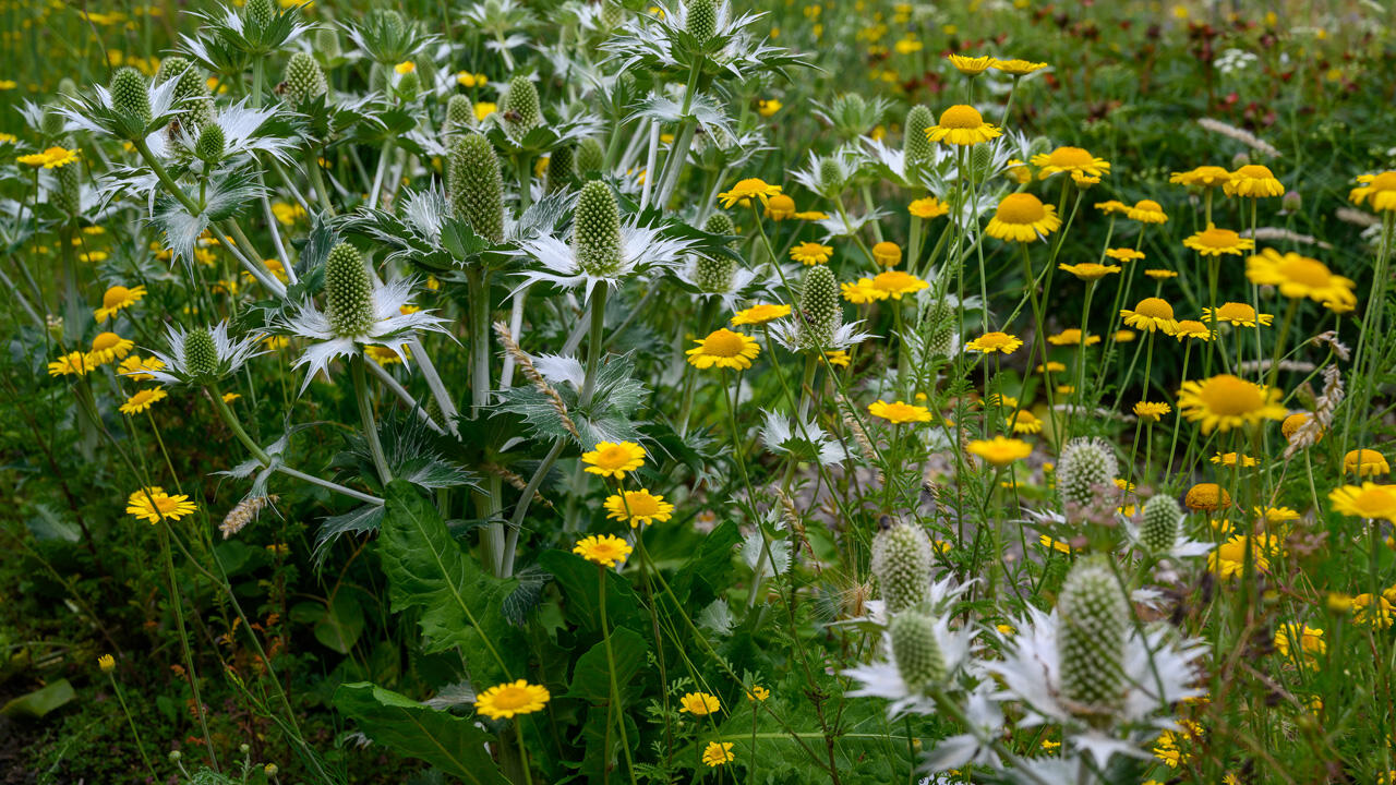 Das Elfenbein-Mannstreu (Eryngium giganteum) gehört zu den stattlichen silbrigen Stauden.