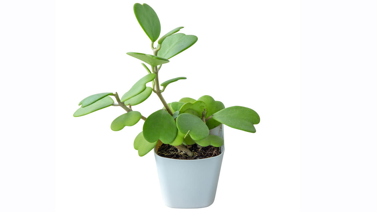 Die Herzblatt-Pflanze ist eine optimale Badezimmerpflanze.