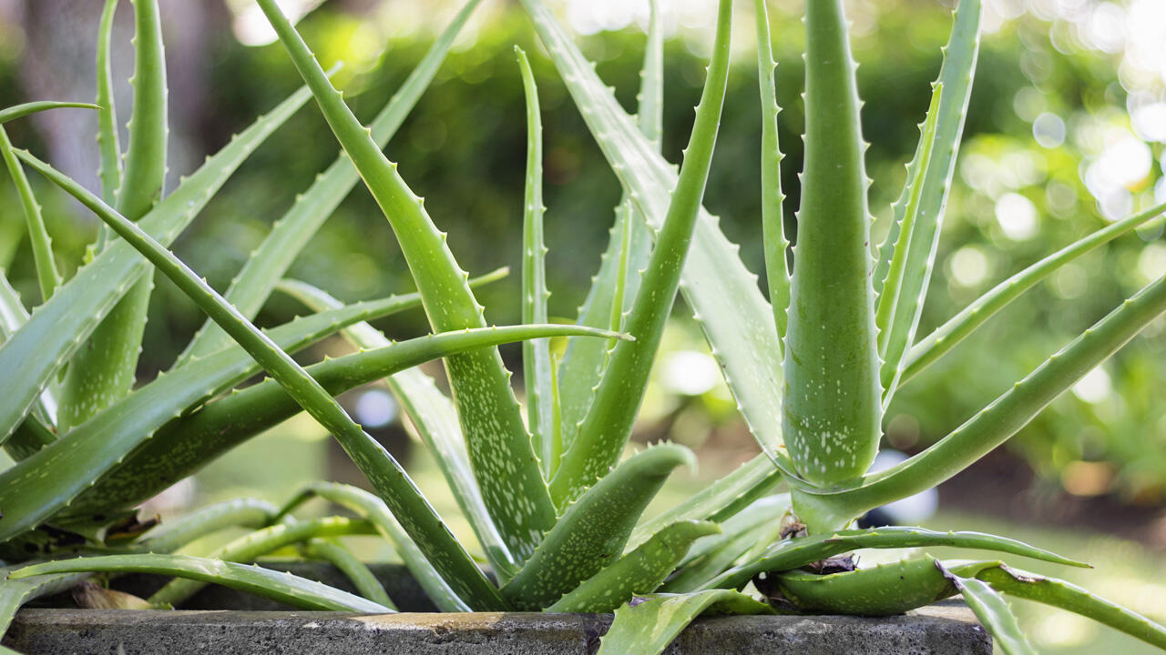 Aloe-Vera-Pflanzen sind unkompliziert und benötigen nur wenig Wasser.