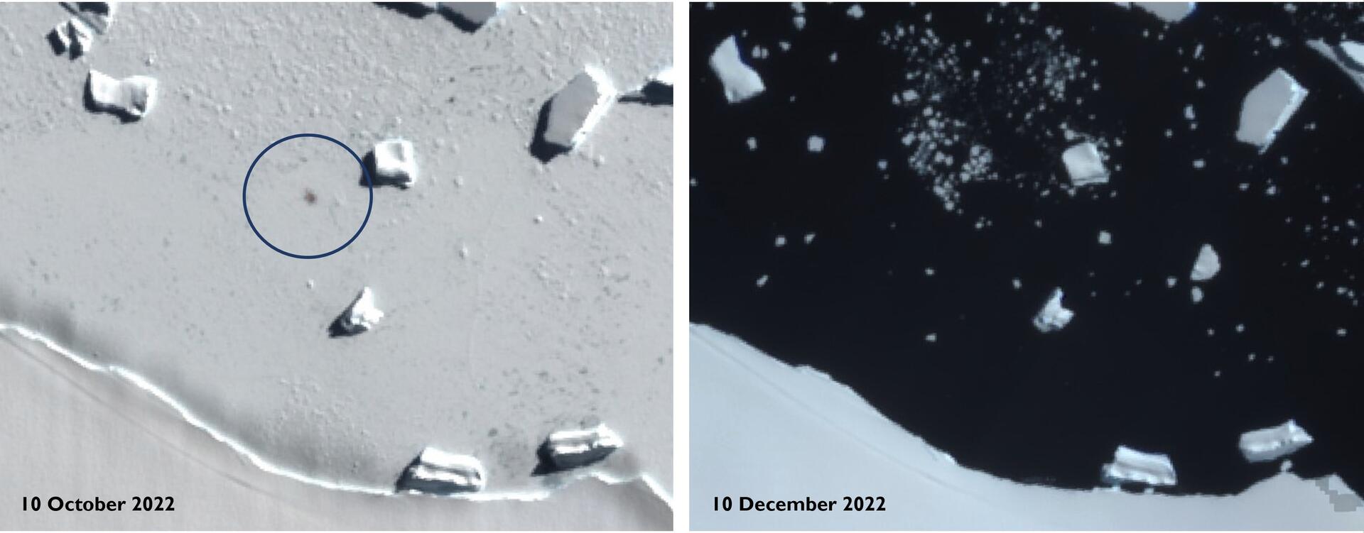 Satellitenbilder zeigen Smyley Island am 10. Oktober 2022 (l) und am 10. Dezember 2022. Der Kreis markiert den Standort einer Kaiserpinguin-Kolonie. Kaiserpinguine leiden einer Analyse zufolge massiv unter dem Verschwinden von Meereis in der Antarktis.