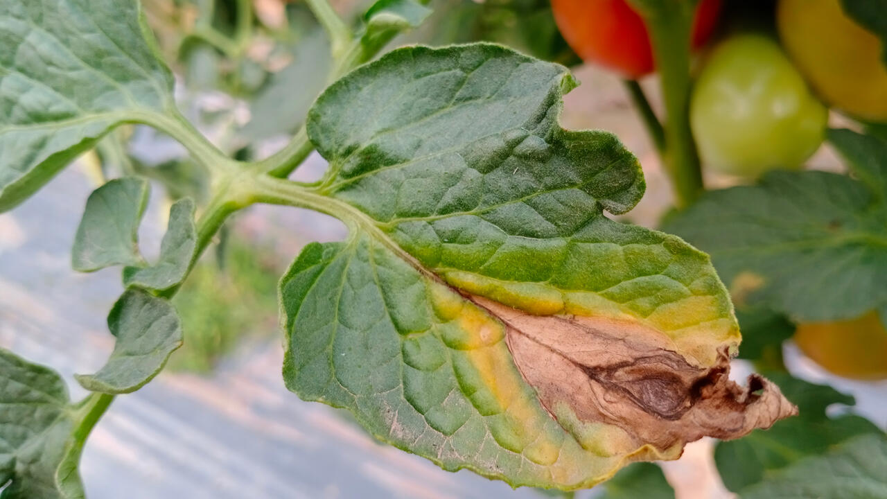 Braungefärbte Blattspitzen sind ein Symptom der sogenannten Tomatenfäule, daher auch der Name Braunfäule. Braungefärbte Blattspitzen sind ein Symptom der sogenannten Tomatenfäule, daher auch der Name Braunfäule.