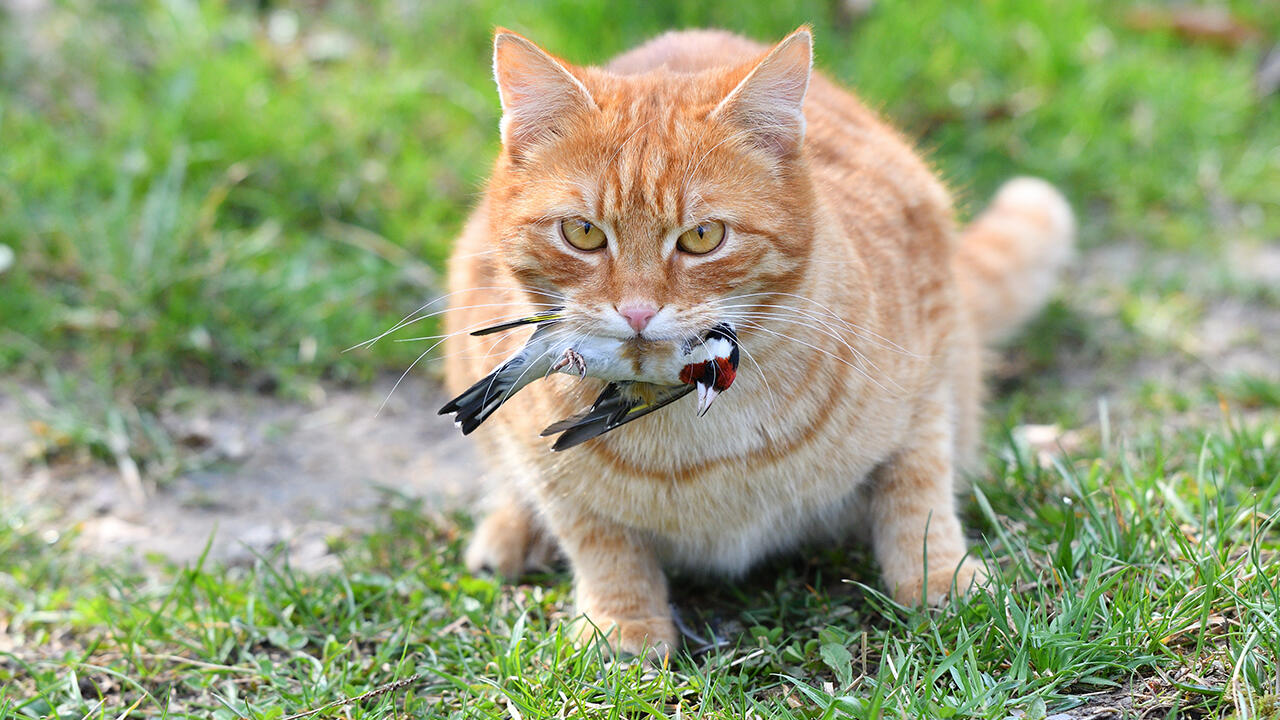 Katzen vertreiben kann Singvögel retten. Denn die Raubtiere sind mit für die schwindende Singvogel-Population verantwortlich. Katzen vertreiben kann Singvögel retten. Denn die Raubtiere sind mit für die schwindende Singvogel-Population verantwortlich.