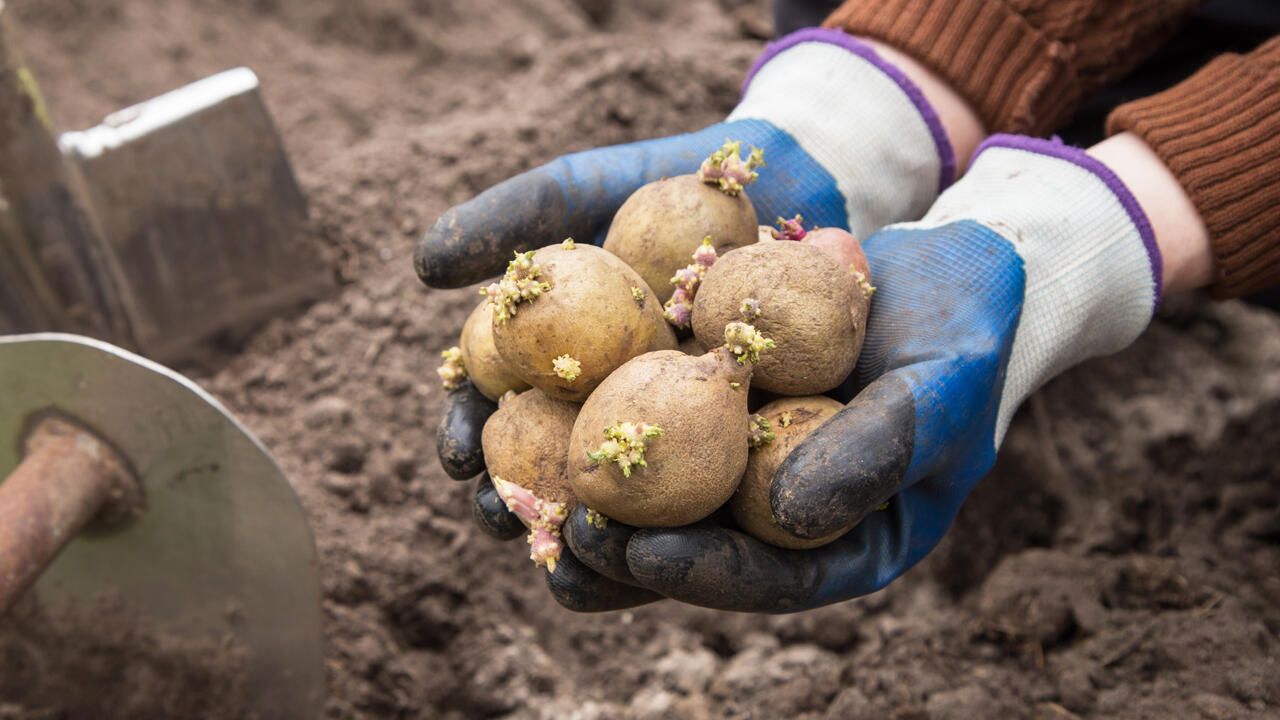 Einige Kartoffelsorten können Sie schon ab Mitte Februar vorkeimen. Einige Kartoffelsorten können Sie schon ab Mitte Februar vorkeimen.