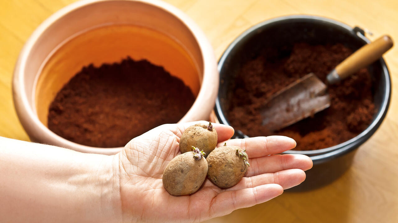 Kartoffelanbau im Blumentopf: Für Kinder ein tolles Experiment! Kartoffelanbau im Blumentopf: Für Kinder ein tolles Experiment!