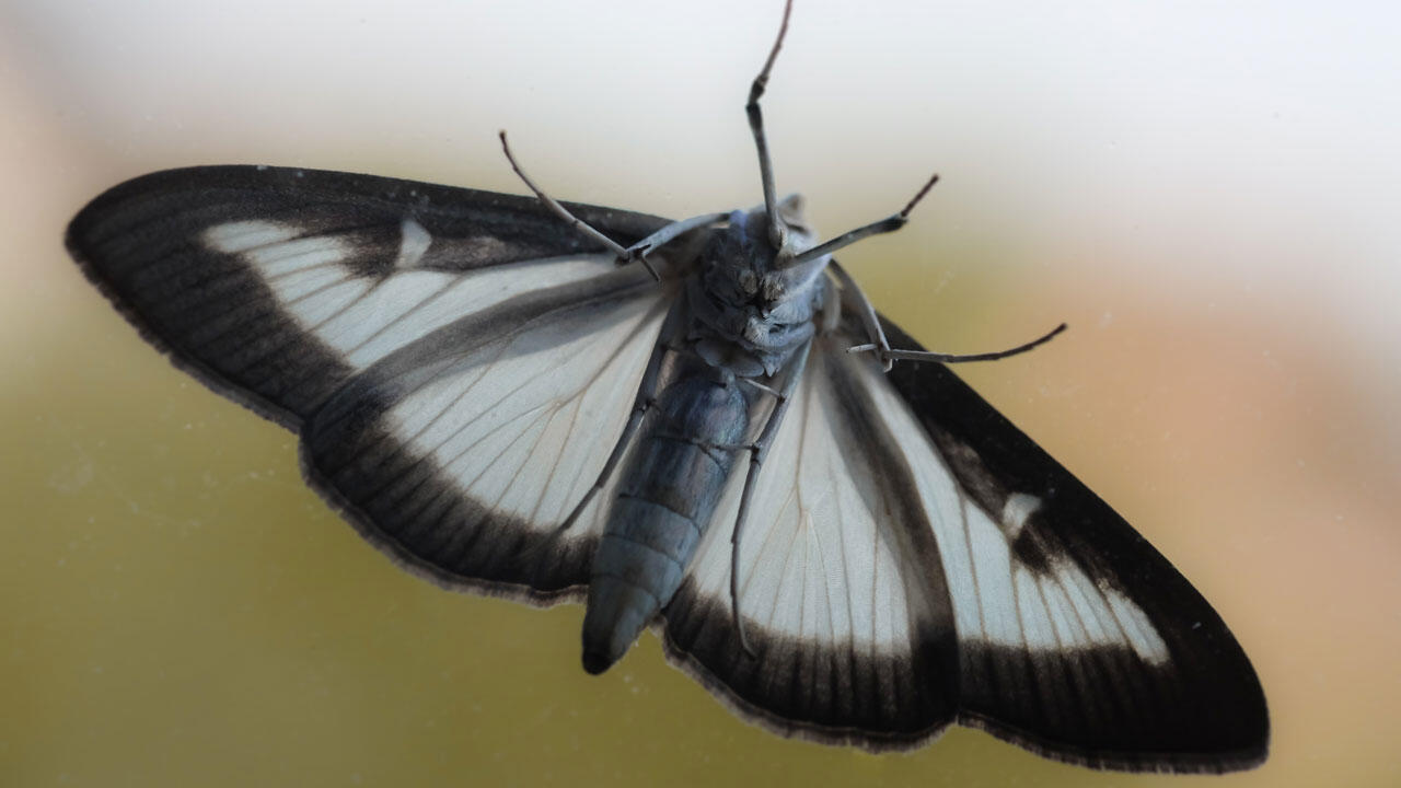 Der Buchsbaumzünsler (Cydalima perspectalis) ist ein ostasiatischer Kleinschmetterling, der an seiner schwarz-weißen Färbung zu erkennen ist. Der Buchsbaumzünsler (Cydalima perspectalis) ist ein ostasiatischer Kleinschmetterling, der an seiner schwarz-weißen Färbung zu erkennen ist.