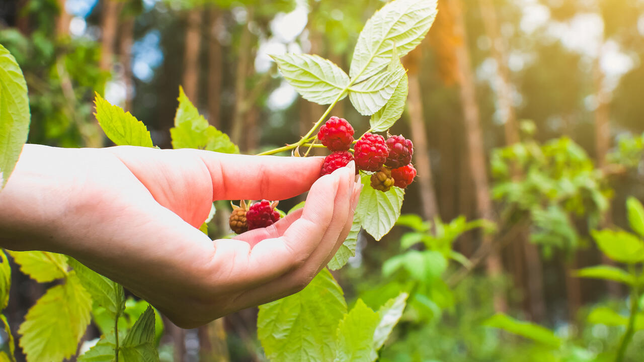 Je höher Beeren wachsen, desto geringer ist das Risiko einer Fuchsbandwurm-Infektion. Je höher Beeren wachsen, desto geringer ist das Risiko einer Fuchsbandwurm-Infektion.