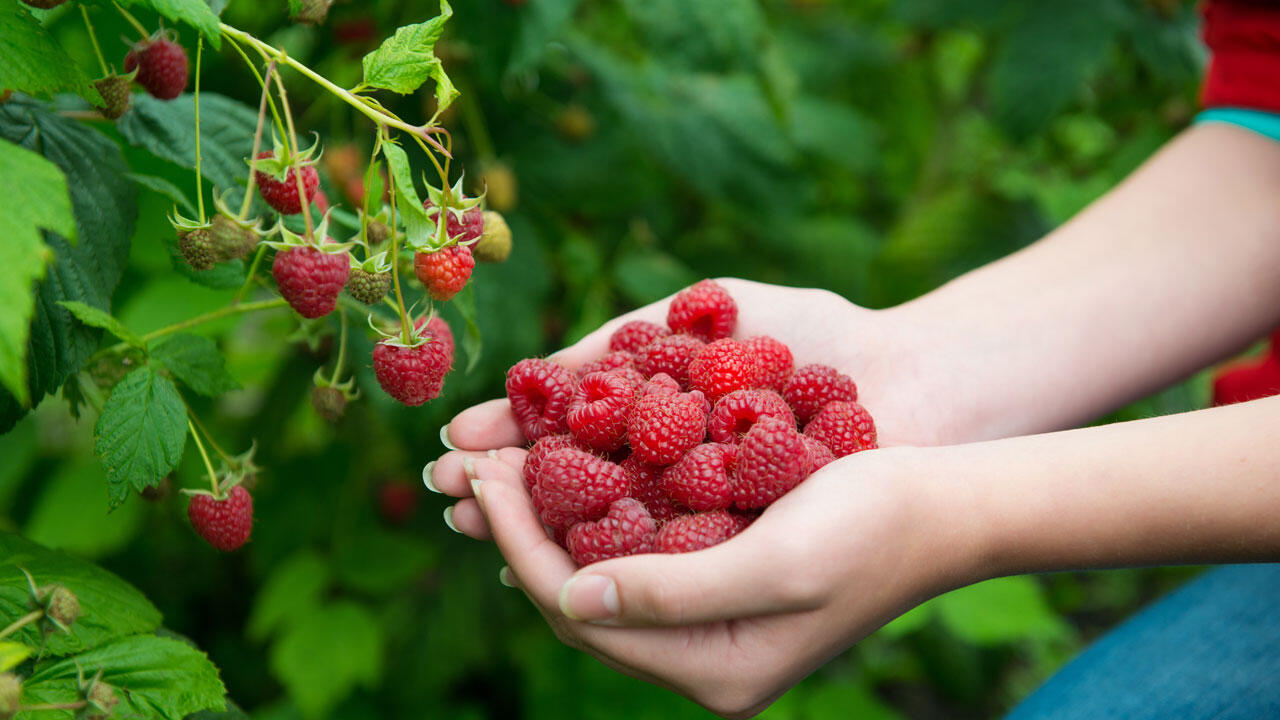 Wer beim Himbeeren pflegen einige Tipps berücksichtigt, wird mit einer reichlichen Ernte belohnt.