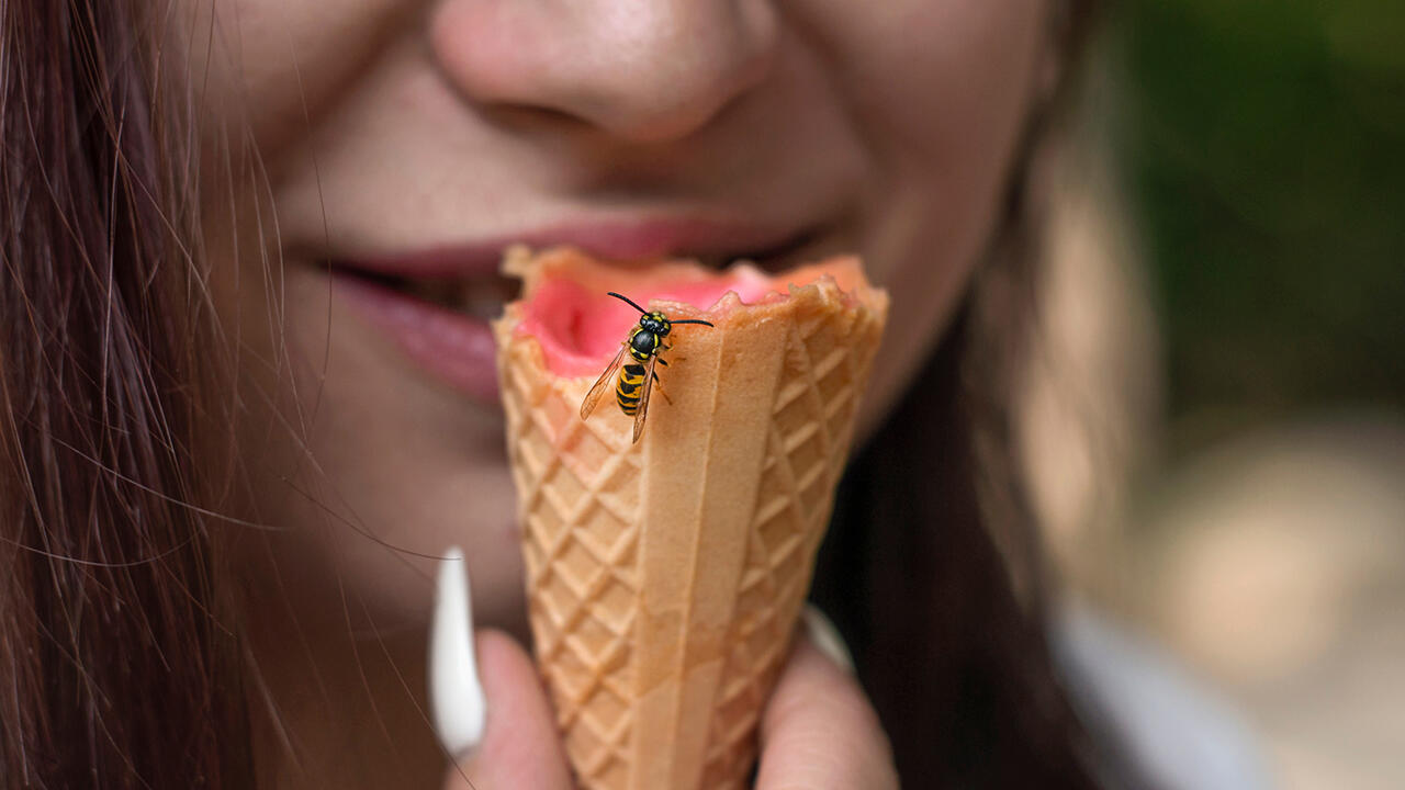 Kaum ist das Eis in der Hand, lässt die erste Wespe nicht lange auf sich warten. Kaum ist das Eis in der Hand, lässt die erste Wespe nicht lange auf sich warten.