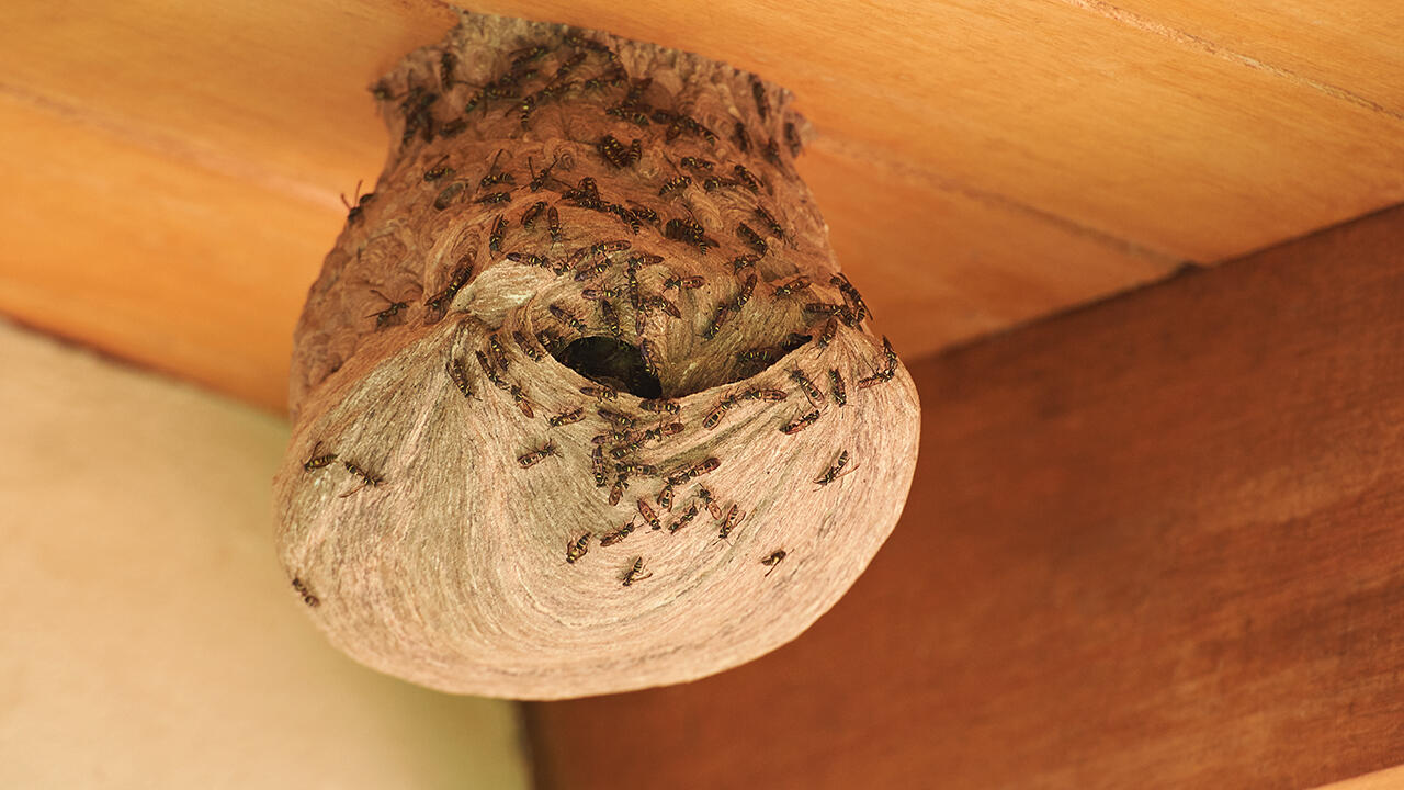 Wespennester im oder am Haus sollten Sie als Laie niemals selbst entfernen. Wespennester im oder am Haus sollten Sie als Laie niemals selbst entfernen.