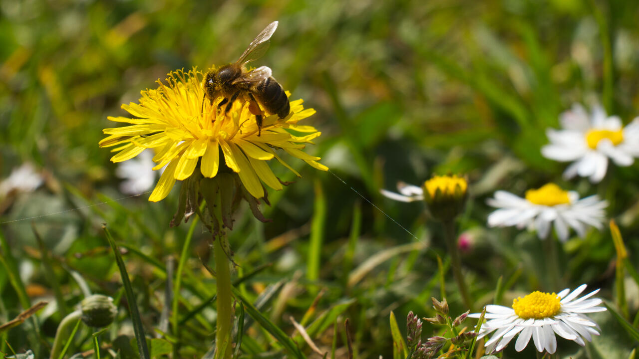 Für Insekten sind Unkräuter eine wertvolle Nahrungsquelle.