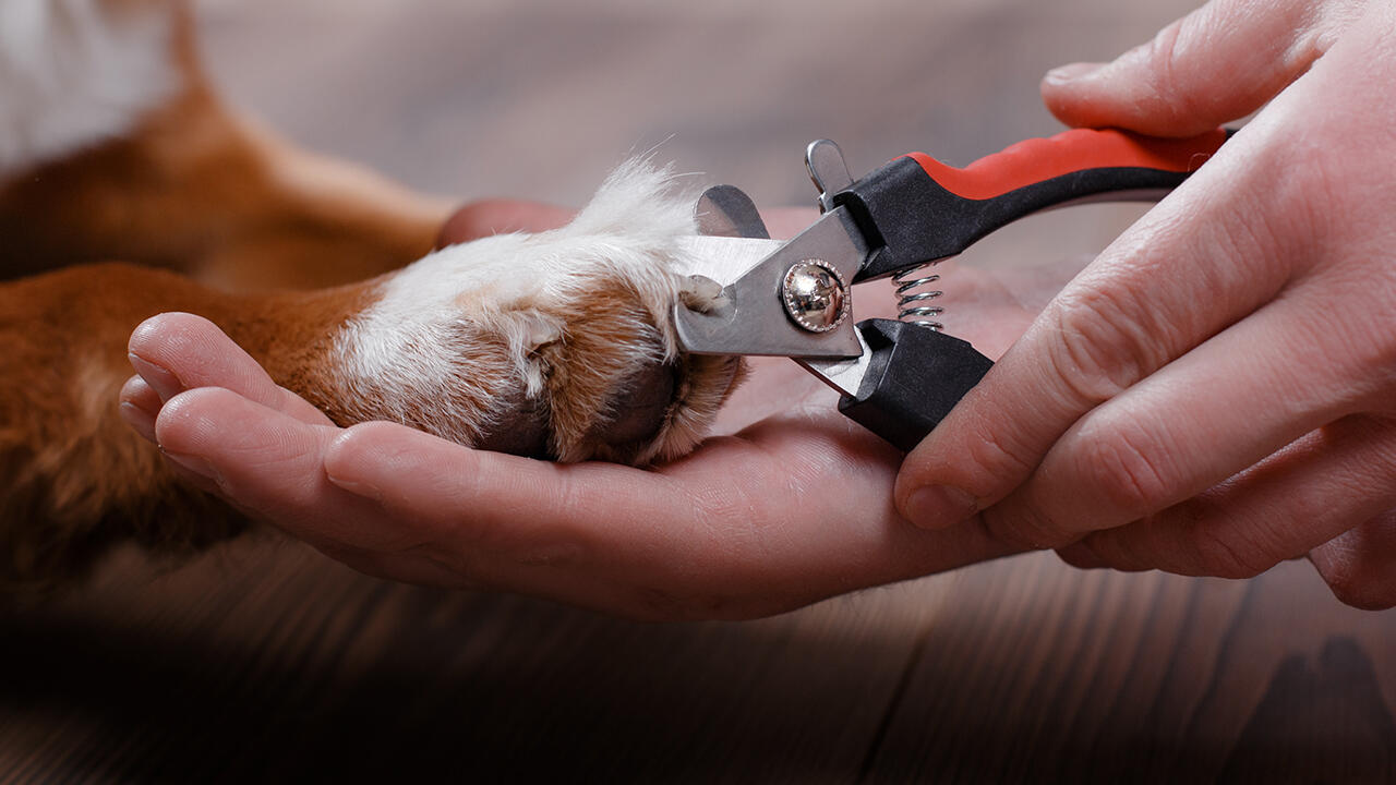 Krallenpflege ist Maßarbeit, sollte aber regelmäßig erledigt werden, wenn sich die Krallen nicht von alleine beim Laufen abnutzen. Krallenpflege ist Maßarbeit, sollte aber regelmäßig erledigt werden, wenn sich die Krallen nicht von alleine beim Laufen abnutzen.