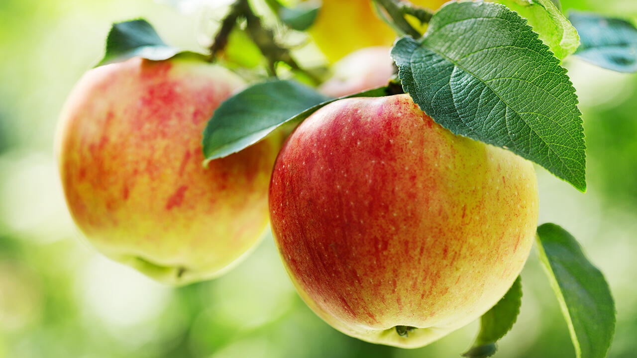Äpfel enthalten von Natur aus etwa elf Prozent Zucker. Das ist ausreichend - auch für ein Apfelmus. Äpfel enthalten von Natur aus etwa elf Prozent Zucker. Das ist ausreichend - auch für ein Apfelmus.