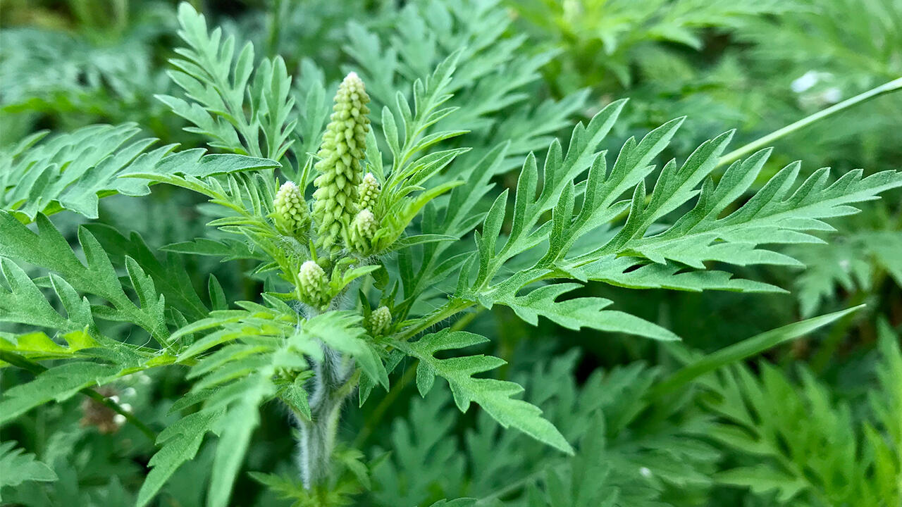 Ambrosia erkennen: Charakteristisch sind die Blätter und die Blüte in Traubenform. Ambrosia erkennen: Charakteristisch sind die Blätter und die Blüte in Traubenform.