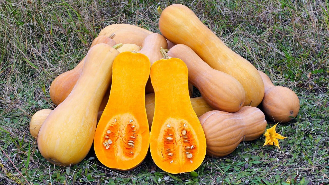 Der Butternut-Kürbis schmeckt süß und leicht buttrig, ab Mitte September gibt es ihn aus heimischem Anbau. Der Butternut-Kürbis schmeckt süß und leicht buttrig, ab Mitte September gibt es ihn aus heimischem Anbau.