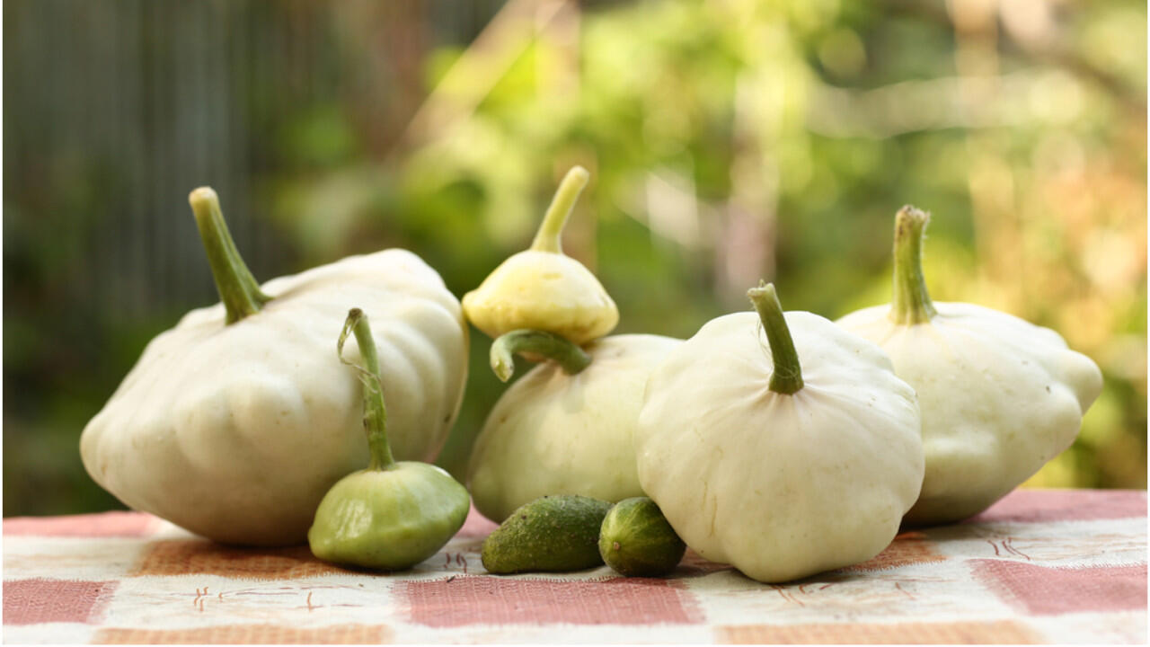 Der Patisson-Kürbis ist recht klein und schmeckt gefüllt besonders gut. Der Patisson-Kürbis ist recht klein und schmeckt gefüllt besonders gut.