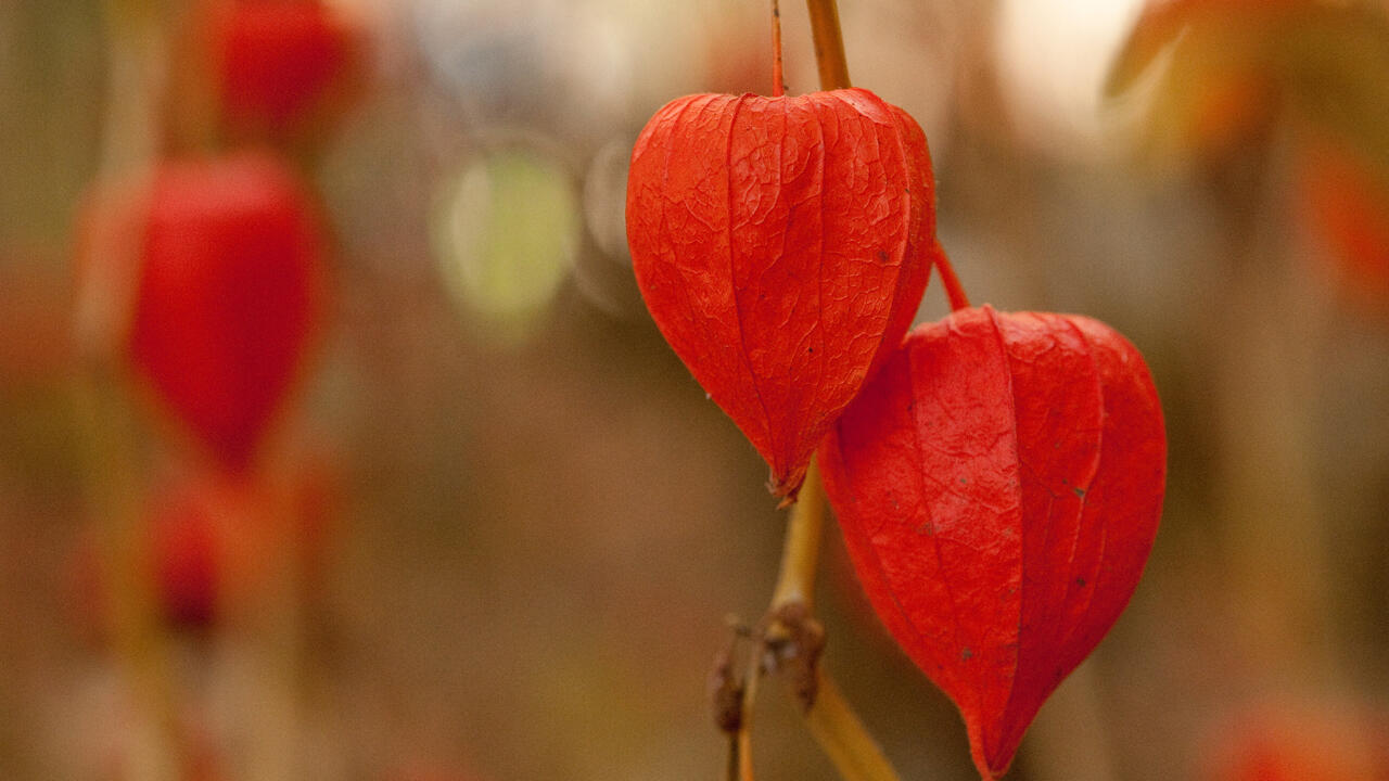 Verwandt mit der essbaren Andenbeere: Die Früchte der Lampionblume (Physalis alkekengi) sind allerdings giftig. Verwandt mit der essbaren Andenbeere: Die Früchte der Lampionblume (Physalis alkekengi) sind allerdings giftig.