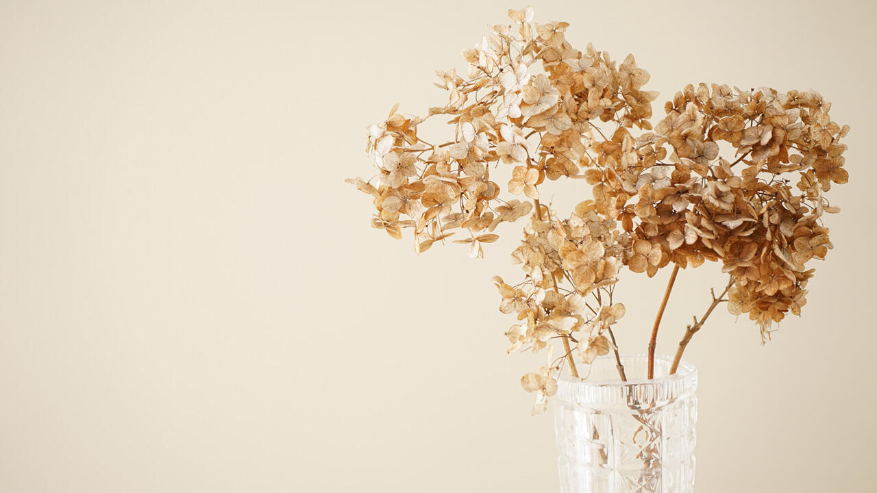Hortensien lassen sich ganz einfach trocknen – und als Deko verwenden.