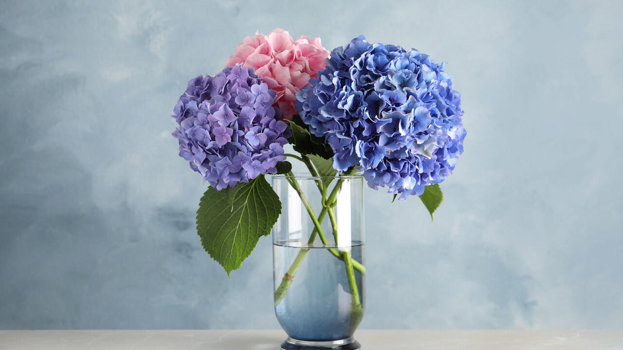 Mithilfe einer Glycerinlösung können Sie die Farbe von Hortensienblüten erhalten. Mithilfe einer Glycerinlösung können Sie die Farbe von Hortensienblüten erhalten.