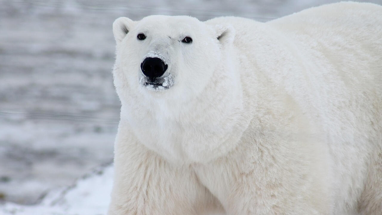 Ratloses Sinnbild: Eisbären leiden unter der Polarschmelze, ihnen fehlen Futterquellen und Rückzugsgebiete.