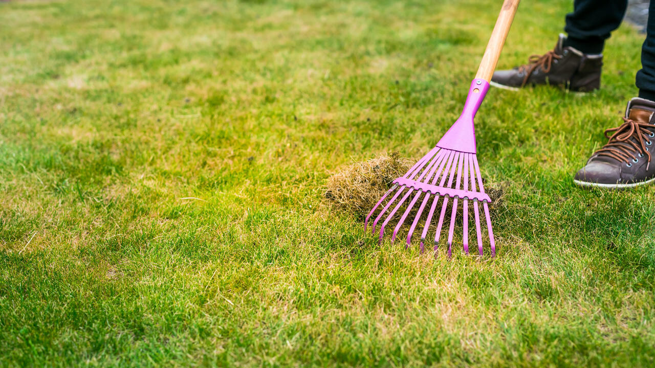 Auch mit einem Rechen lassen sich Rasenfilz und Moos von kleinen Rasenflächen entfernen.
