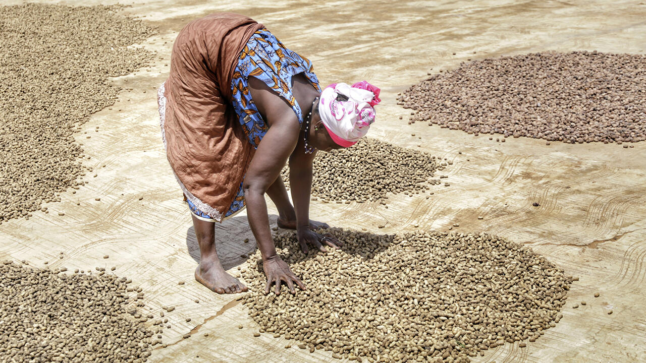 Erdnüsse (auf dem Bild in Ghana) werden zunächst an der Luft getrocknet. Erdnüsse im Test stammen aus Argentinien, China und Bolivien.