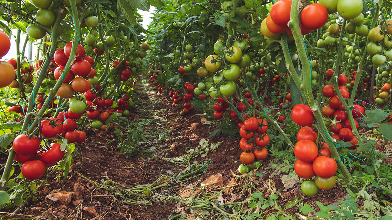 Welche Tomaten werden verarbeitet? In 18 Ketchups im Test stecken Tomaten aus Italien, Spanien oder Portugal.