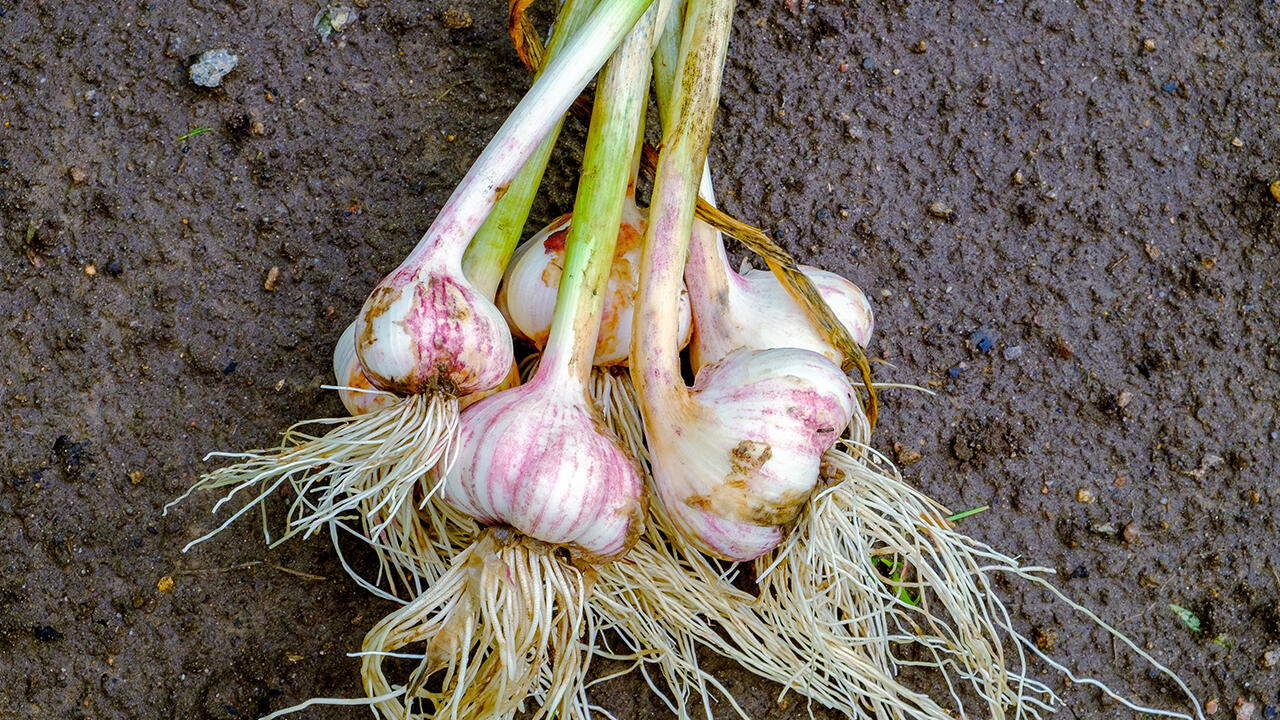 Wer Knoblauch im Herbst pflanzt, kann sich auf eine üppige Ernte freuen.