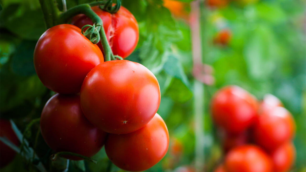 Sonnengereifte Tomaten enthalten besonders viel Lycopin.
