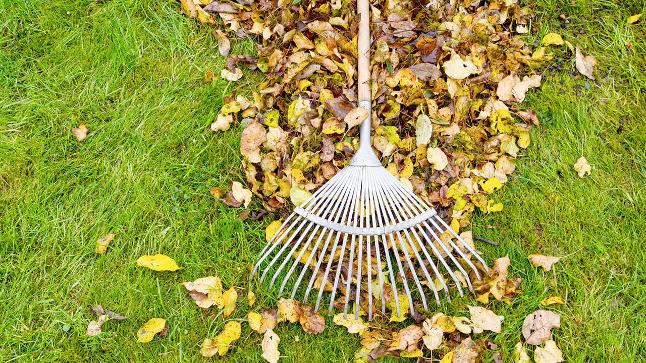 Rasenflächen sollten im Herbst von Laub befreit werden. 