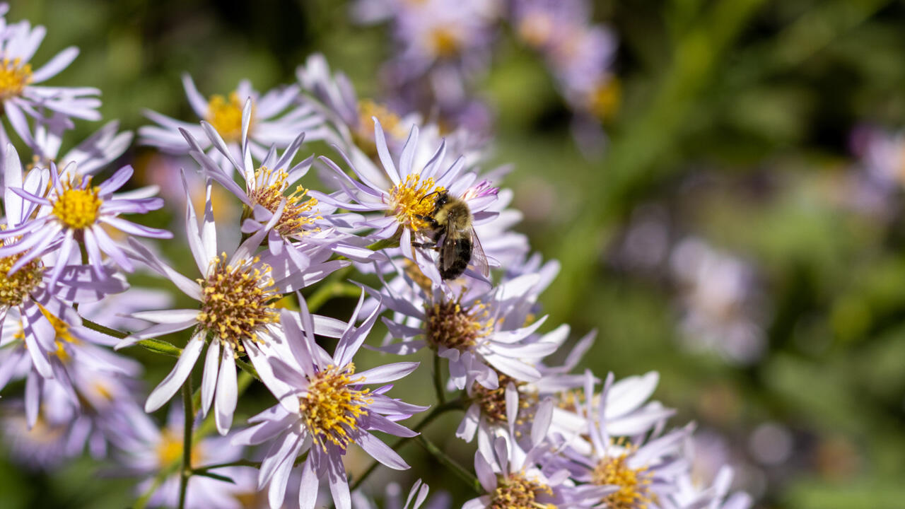 Astern sind winterhart, pflegeleicht und bieten Bienen und Hummeln Nahrung.