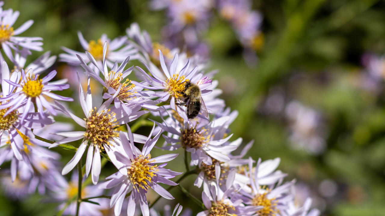 Astern sind winterhart, pflegeleicht und bieten Bienen und Hummeln Nahrung. Astern sind winterhart, pflegeleicht und bieten Bienen und Hummeln Nahrung.