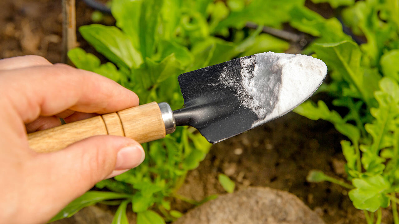 Natron hilft auch gegen ungeliebtes Unkraut im Garten.