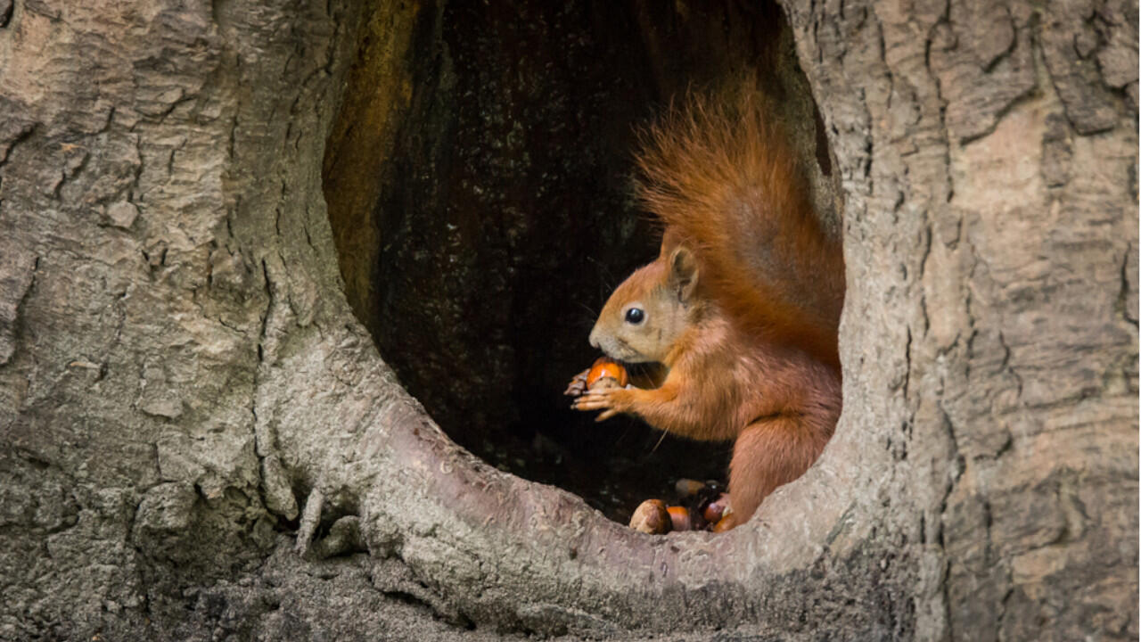In ihrem Kobel (Nest) fressen die Eichhörnchen zwar, legen hier aber keine Vorräte an. In ihrem Kobel (Nest) fressen die Eichhörnchen zwar, legen hier aber keine Vorräte an.
