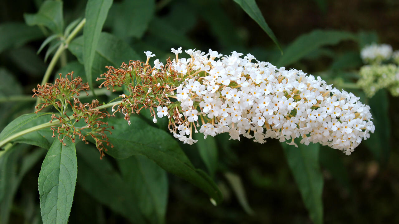 Verblühte Blüten sollten Sie beim Sommerflieder schnell abschneiden und über den Hausmüll entsorgen. Verblühte Blüten sollten Sie beim Sommerflieder schnell abschneiden und über den Hausmüll entsorgen.
