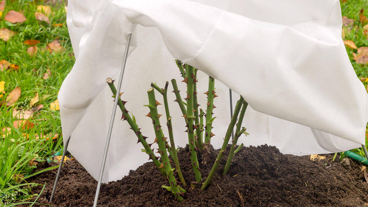 Sind Rosen von Rosenrost befallen, sollten sie gut zurückgeschnitten werden. Sind Rosen von Rosenrost befallen, sollten sie gut zurückgeschnitten werden.