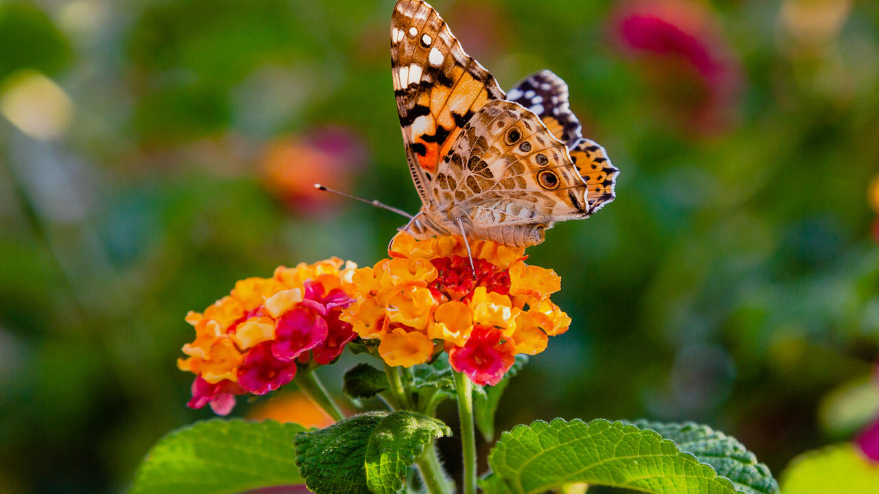 Vor allem bei Schmetterlingen ist das Wandelröschen beliebt.
