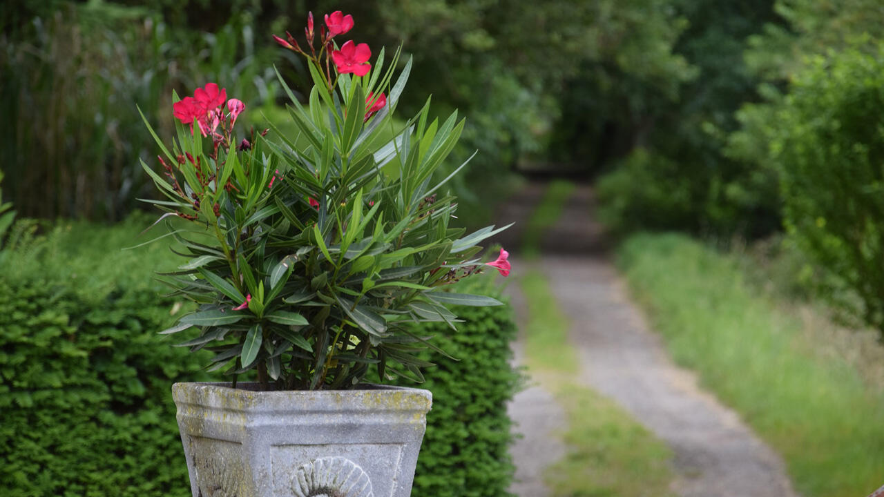 Leichten Frost bis minus Grad kann der Oleander aushalten. Leichten Frost bis minus Grad kann der Oleander aushalten.