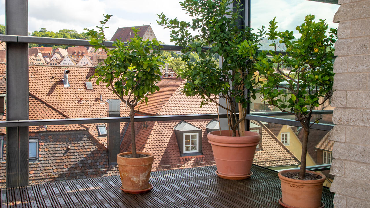 Wenn Zitronenbäume im Wohnzimmer überwintern, brauchen sie viel Licht. Wenn Zitronenbäume im Wohnzimmer überwintern, brauchen sie viel Licht.