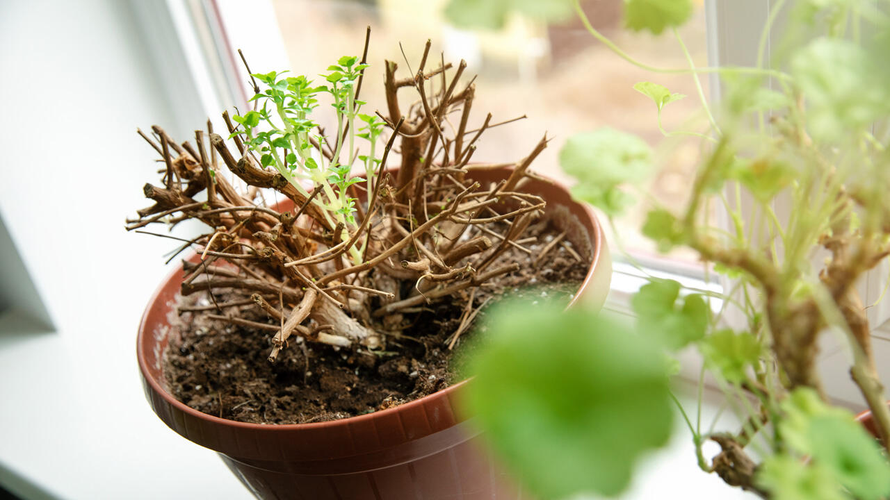 Fuchsien dürfen Sie ruhig radikal zurückschneiden, sie treiben dann im nächsten Frühling wieder üppig aus.