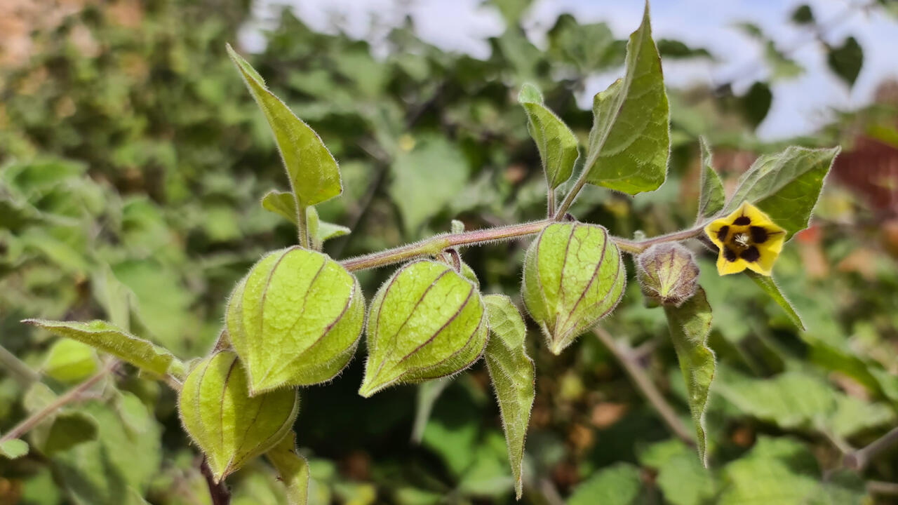 Noch nicht reif: Die Physalis peruviana kann man erst ernten, wenn die Blätter um die Früchte raschel-trocken sind. 