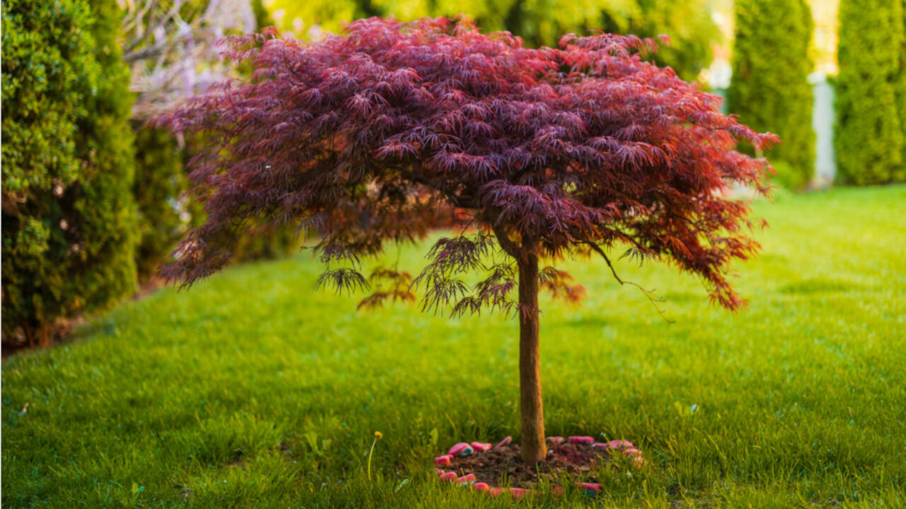 Ist der Fächerahorn schon größer, darf er auch vom Kübel in den Garten gepflanzt werden.