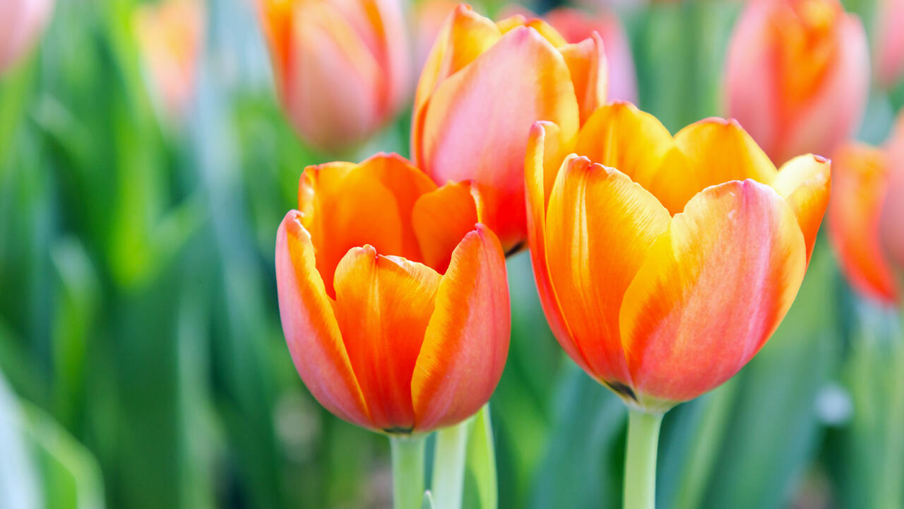 Im späten Herbst gepflanzte Tulpen blühen ab März in vielen prächtigen Farben. Im späten Herbst gepflanzte Tulpen blühen ab März in vielen prächtigen Farben.
