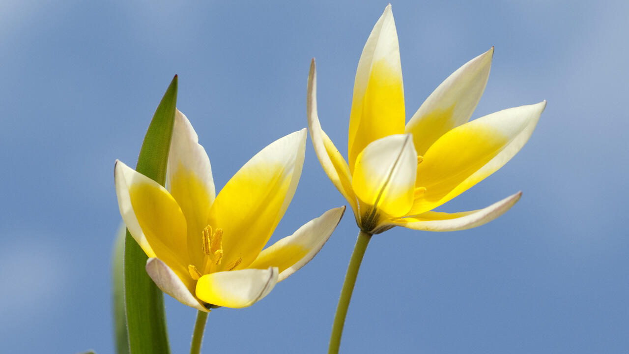 Wildtulpen haben einige Vorteile: Sie verwildern, sind insektenfreundlich – und mit ihren zarten Blütenblättern wunderschön anzusehen. Wildtulpen haben einige Vorteile: Sie verwildern, sind insektenfreundlich – und mit ihren zarten Blütenblättern wunderschön anzusehen.