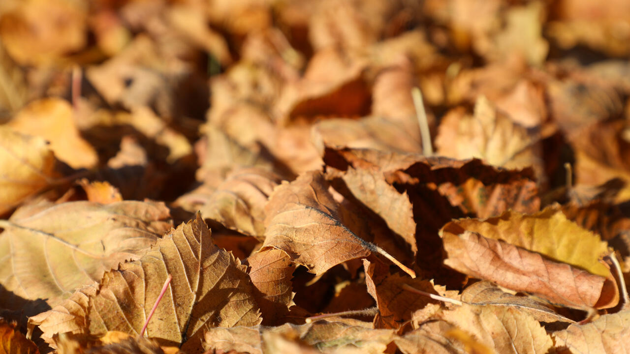 Herbstlaub bildet eine schützende Schicht für Wurzeln, Tiere und den Boden. Herbstlaub bildet eine schützende Schicht für Wurzeln, Tiere und den Boden.