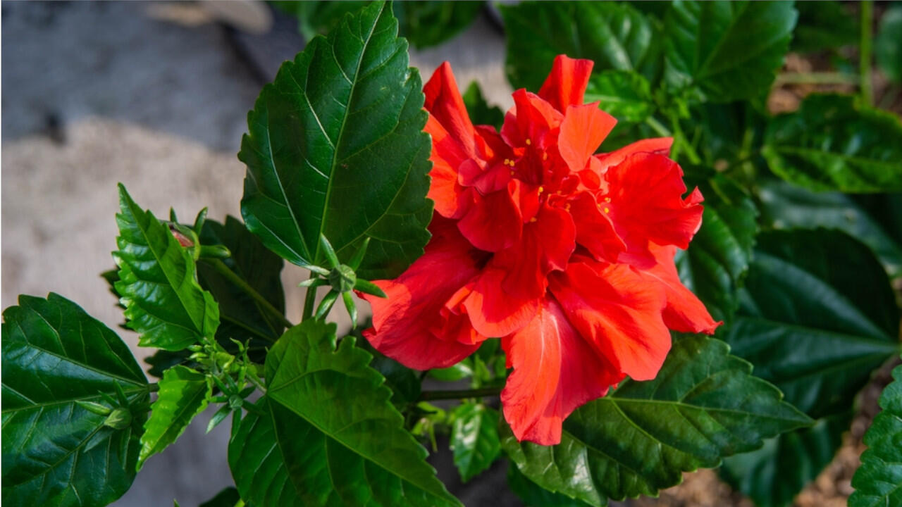 Hibiskus steht verträgt keinen Frost und sollte daher schnell zum Überwintern umziehen.