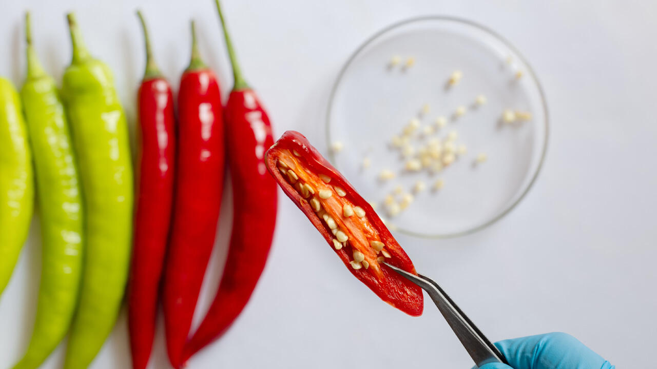 Das Capsaicin aus Chilis kann zu Magenschleimhaut beschädigen und zu Erbrechen, Atemnot und Kreislaufkollaps führen.