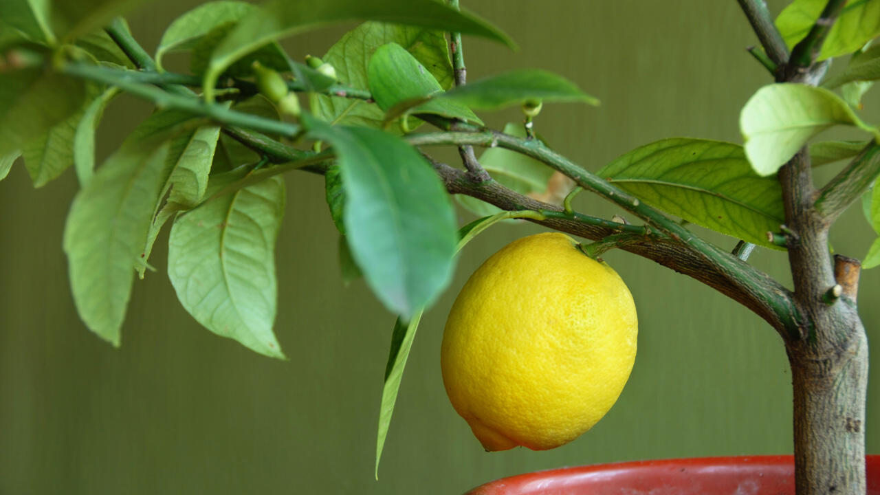 Zitronenbäume können auch als Zimmerpflanze Früchte tragen.