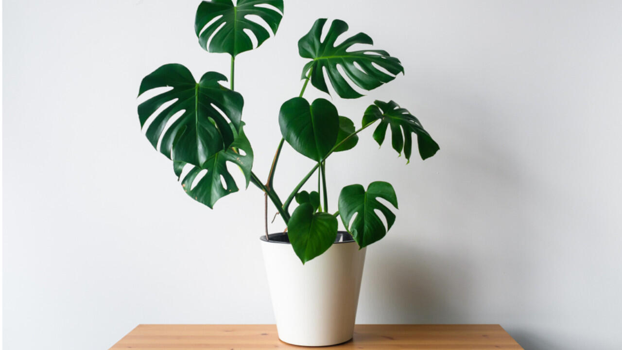 Monstera mit ihren markanten großen Blättern liegen als Zimmerpflanzen voll im Trend.